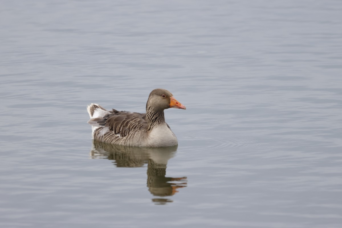 Graylag Goose - ML620726306