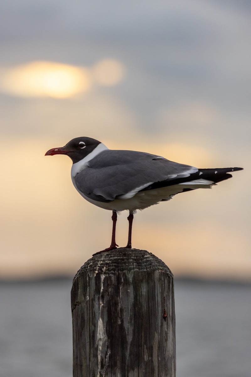 Gaviota Guanaguanare - ML620726314