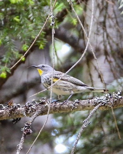 Yellow-rumped Warbler (Audubon's) - ML620726317