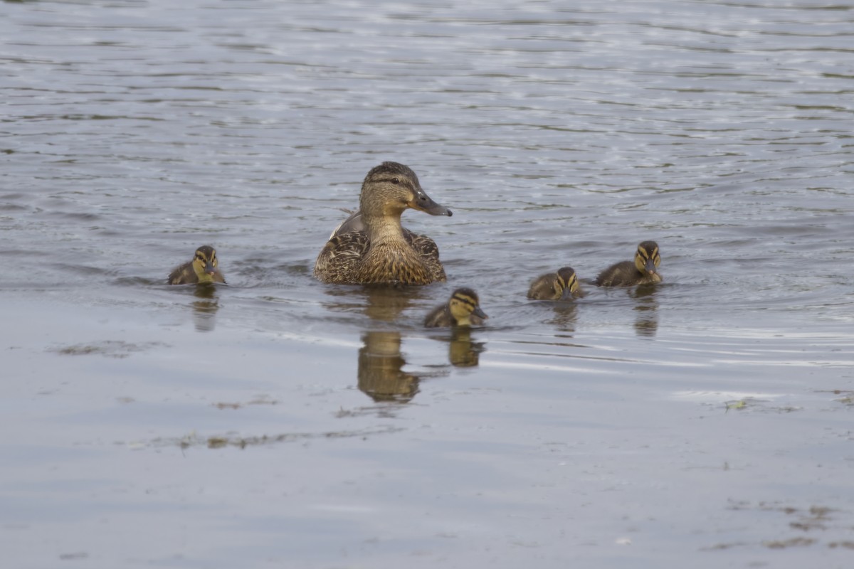 Mallard - ML620726318