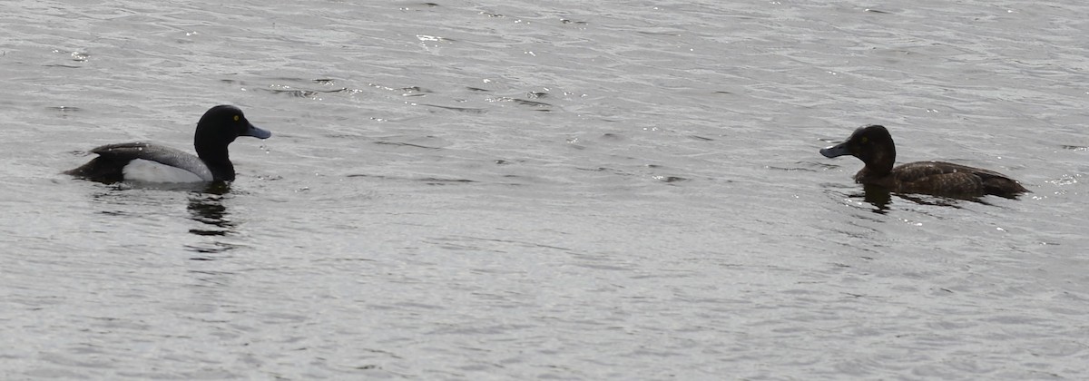 Greater Scaup - ML620726319