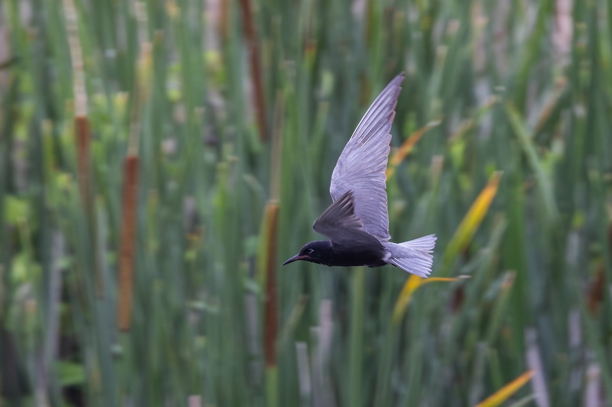 Black Tern (American) - ML620726320