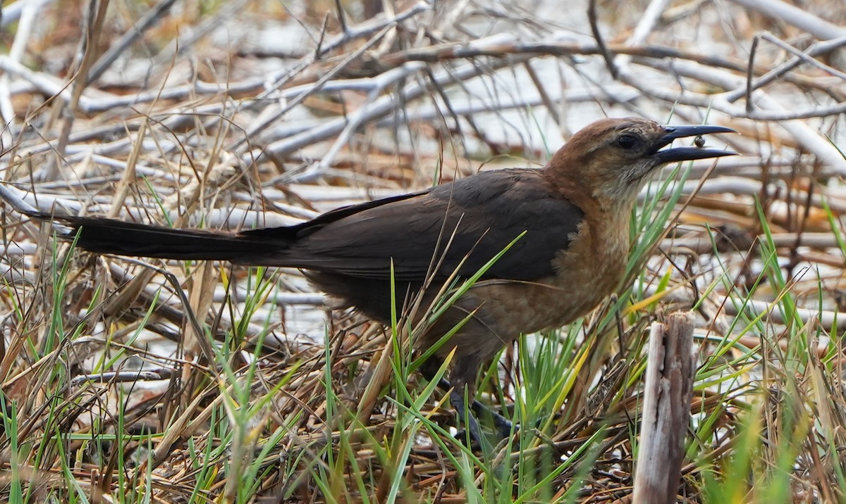 Boat-tailed Grackle - ML620726321
