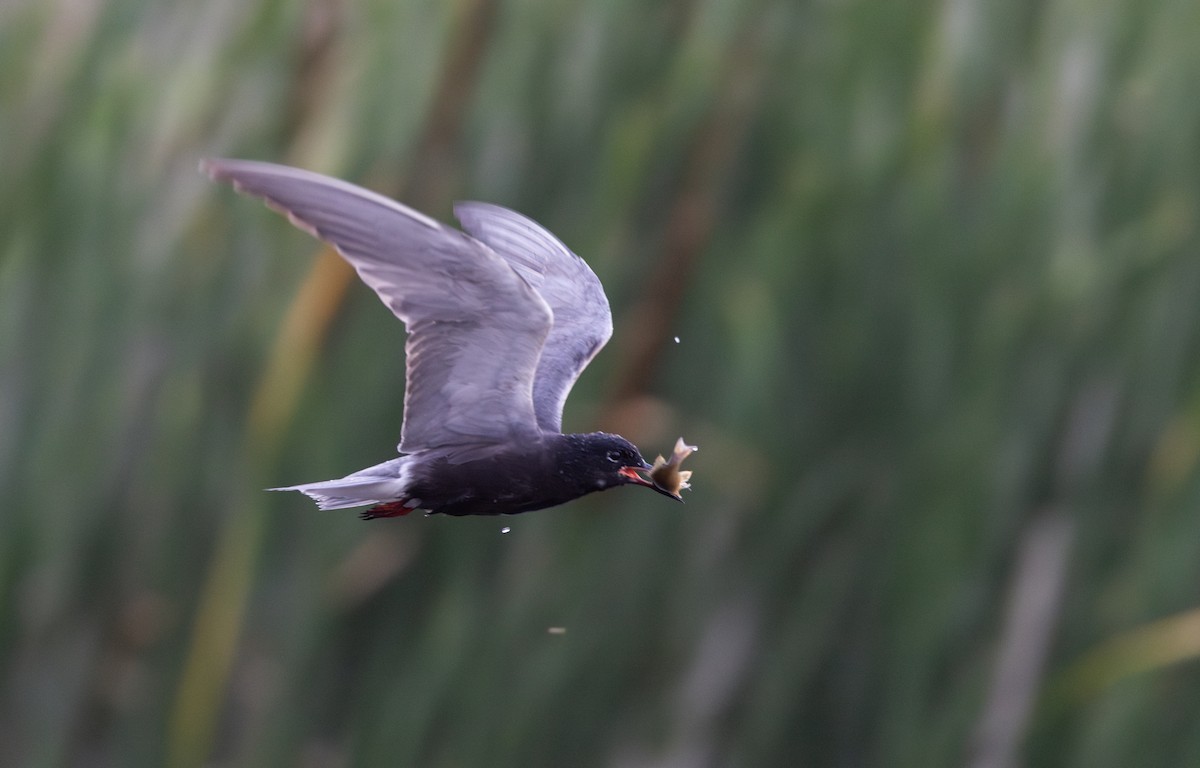 Black Tern (American) - ML620726326