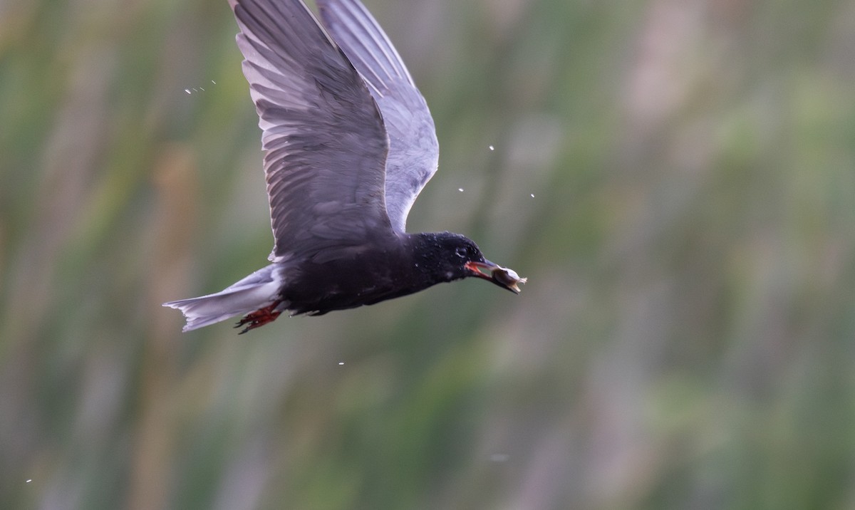 Black Tern (American) - Jay McGowan