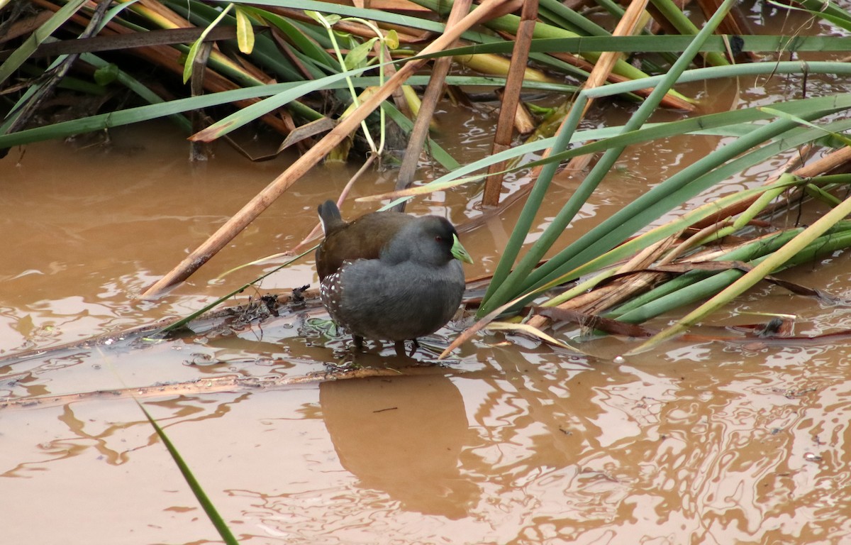 Spot-flanked Gallinule - ML620726338