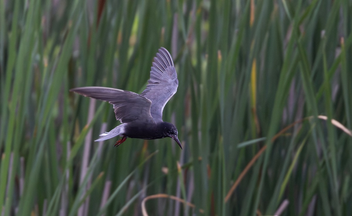 Black Tern (American) - ML620726351