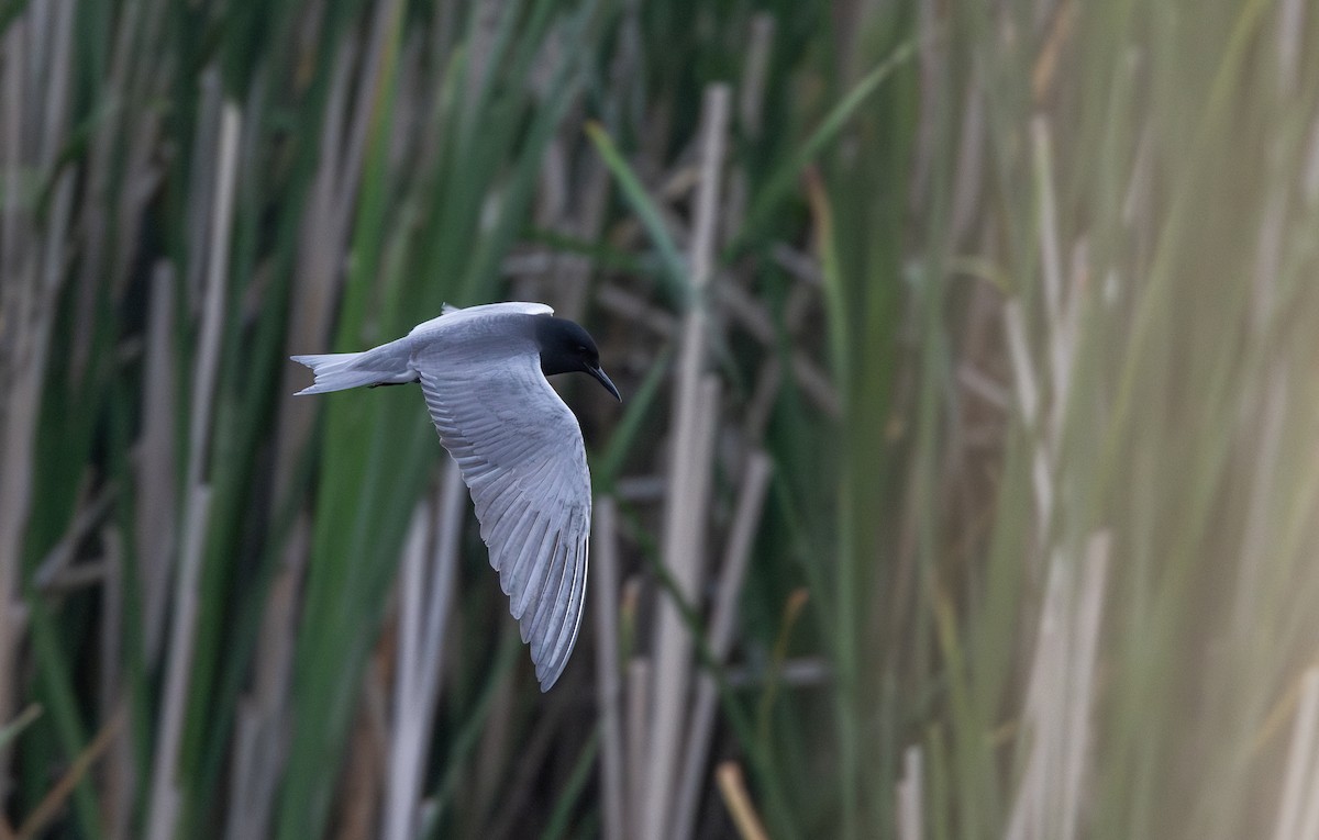 Black Tern (American) - ML620726352