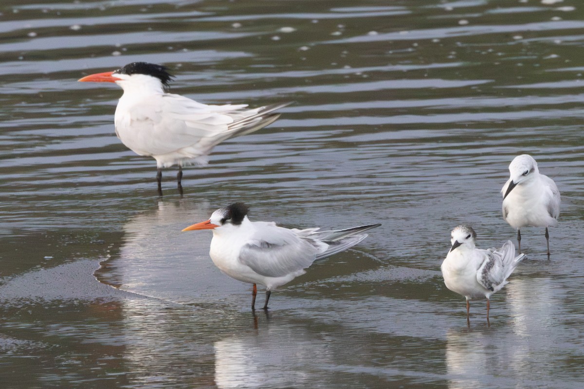 Elegant Tern - ML620726354