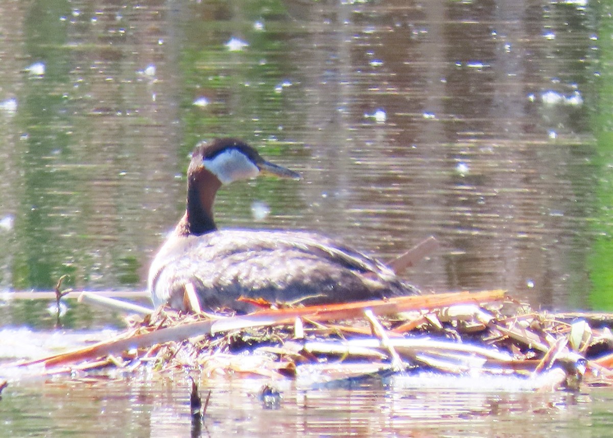 Red-necked Grebe - ML620726357