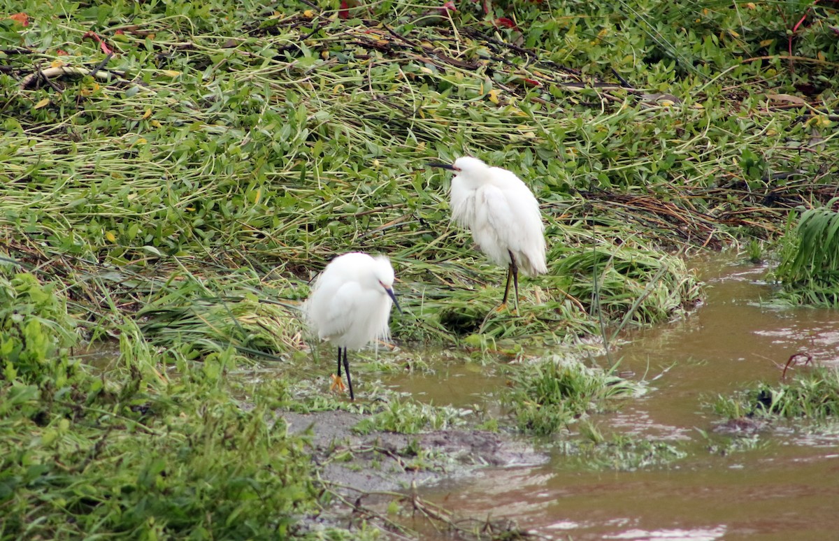 Snowy Egret - ML620726359