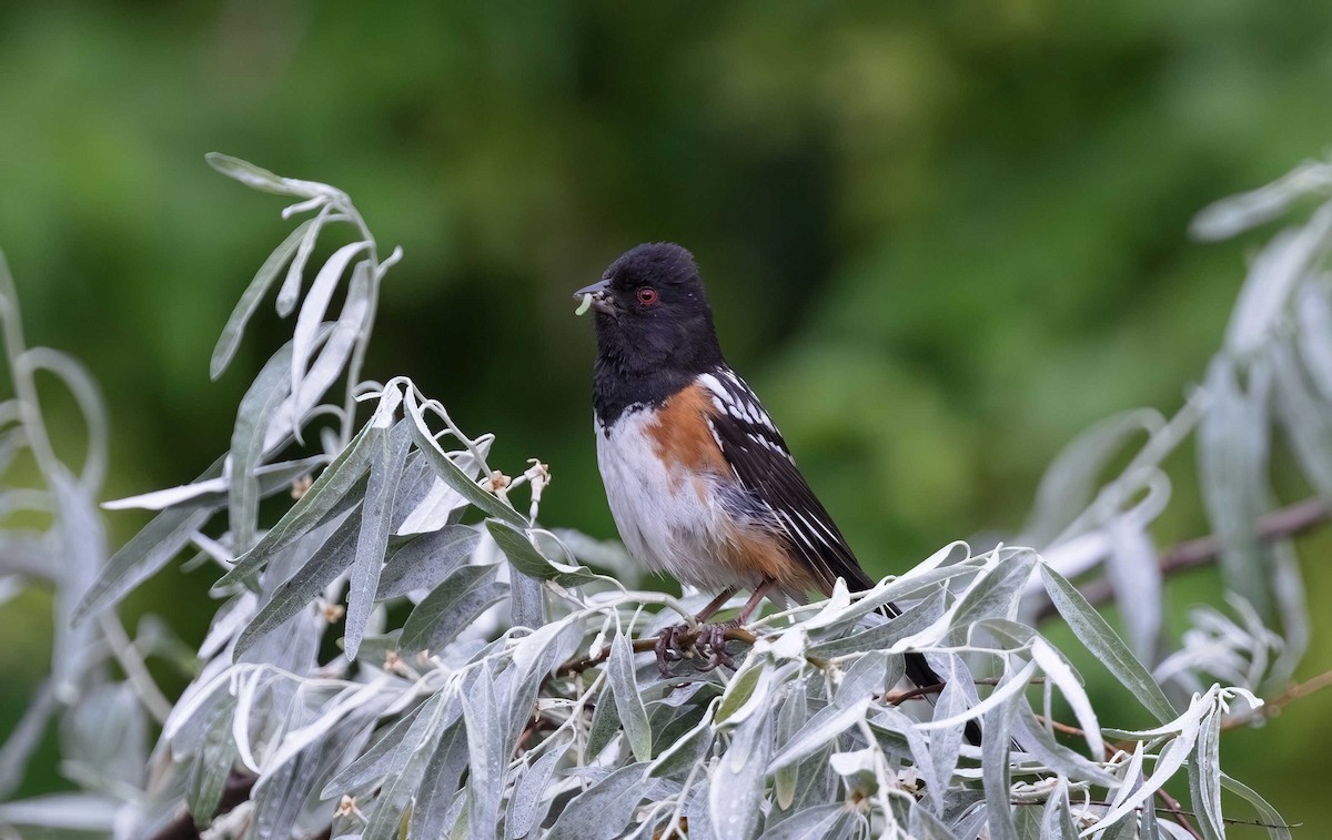 Spotted Towhee - ML620726365