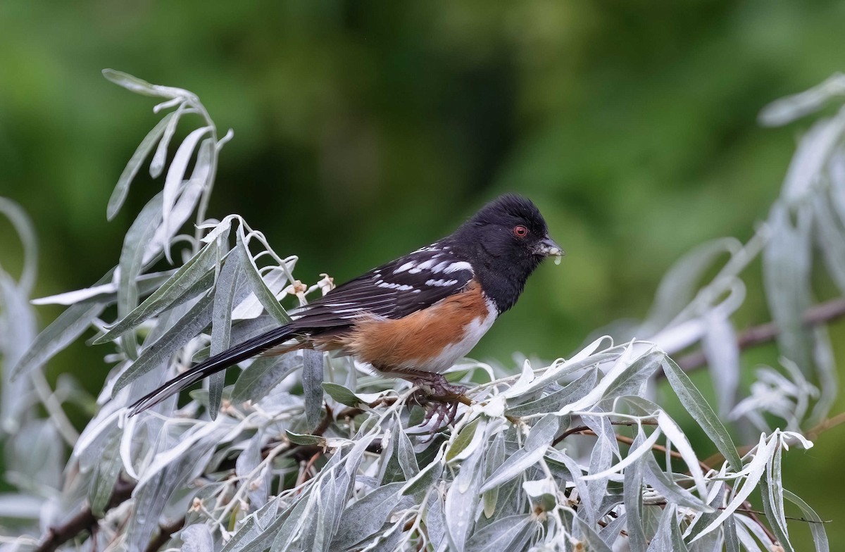 Spotted Towhee - ML620726366