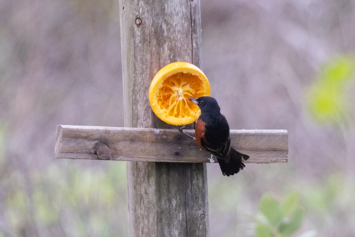 Orchard Oriole - ML620726368