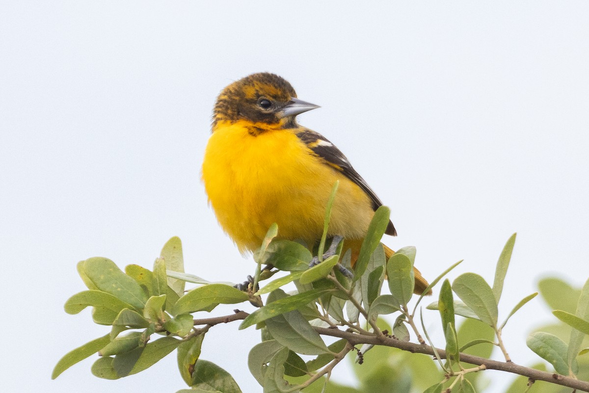 Baltimore Oriole - ML620726373