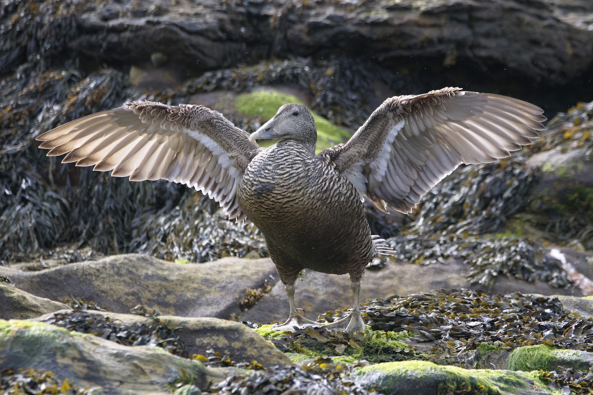 Common Eider - ML620726378