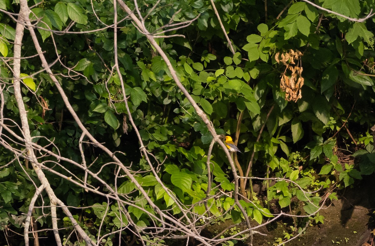 Prothonotary Warbler - ML620726379