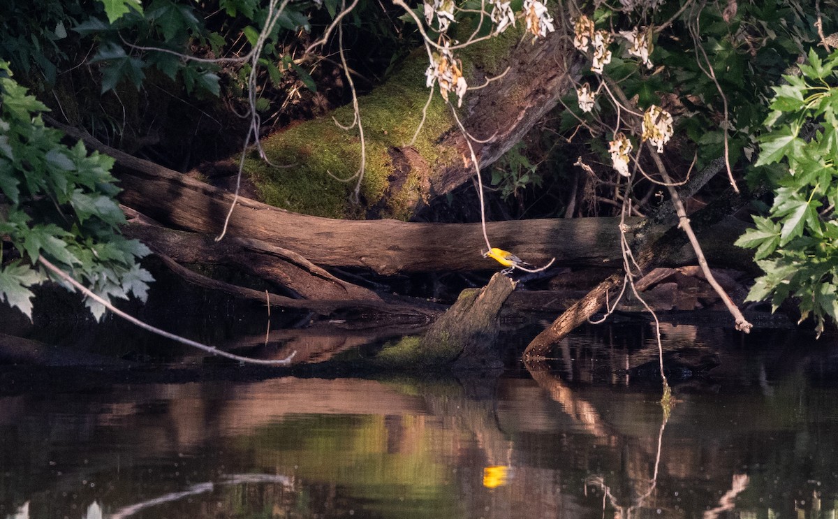 Prothonotary Warbler - ML620726380