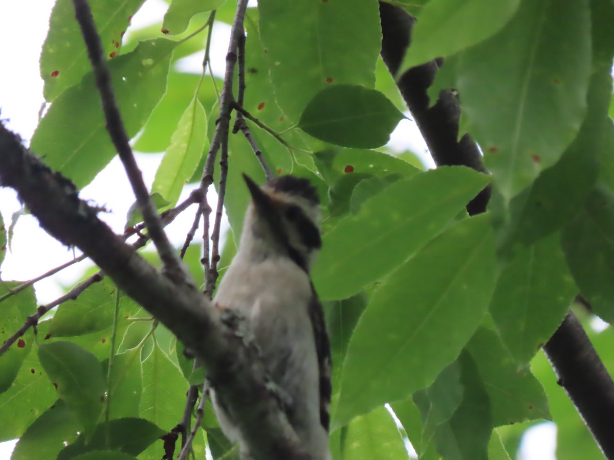 Hairy Woodpecker - ML620726381