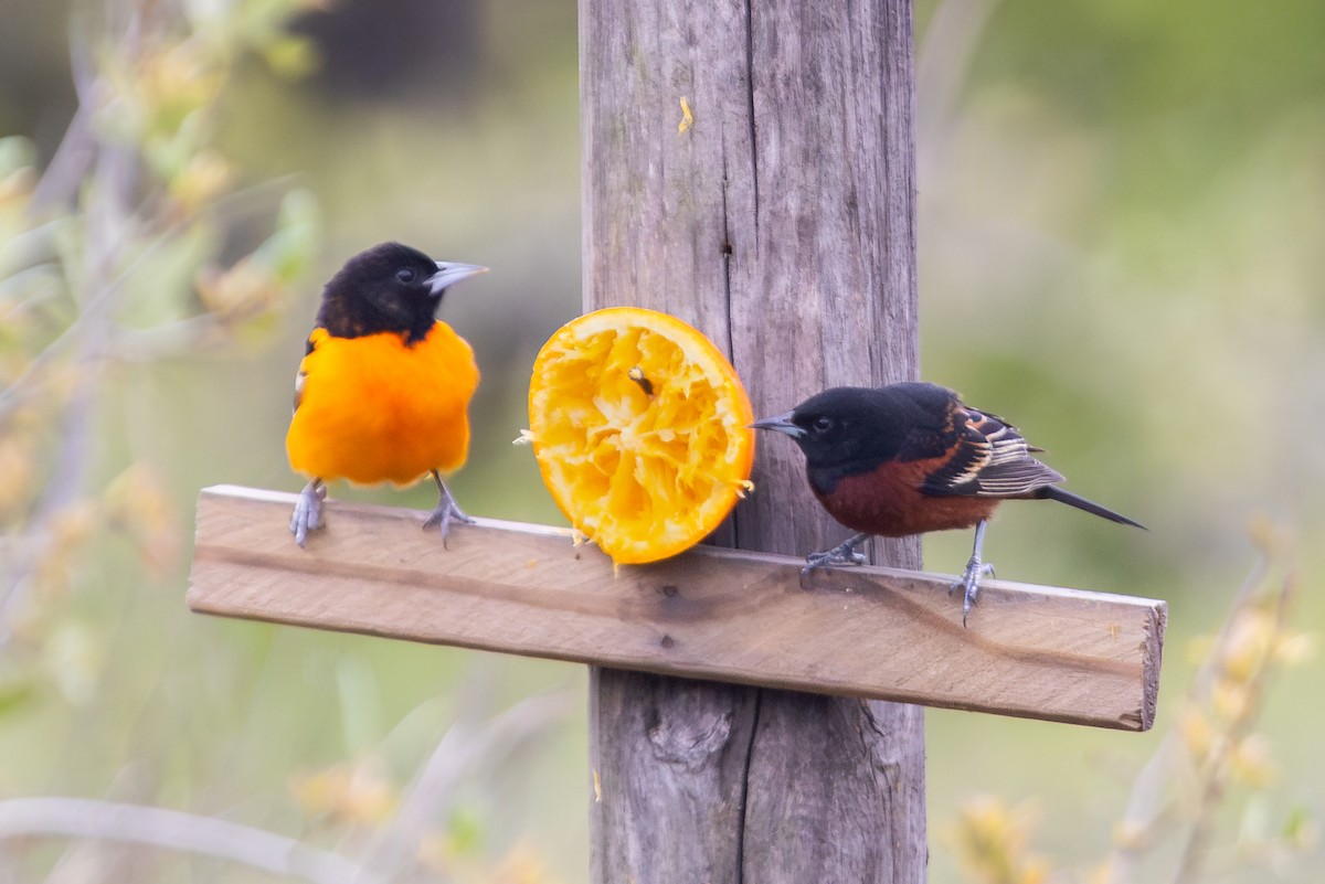 Orchard Oriole - ML620726382
