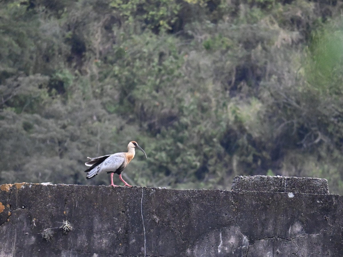 Buff-necked Ibis - ML620726383