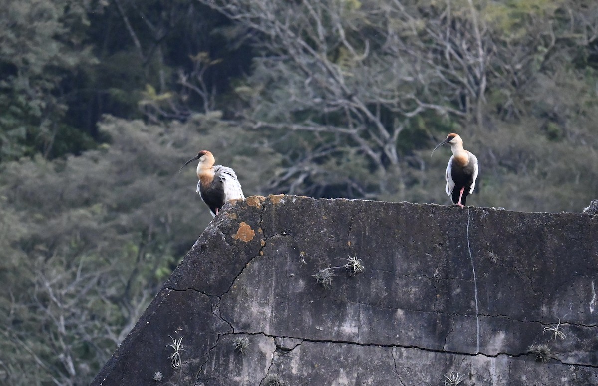 Buff-necked Ibis - ML620726385