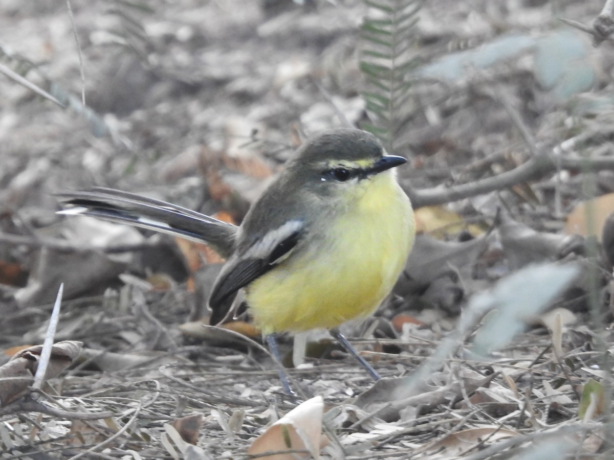 Greater Wagtail-Tyrant - ML620726386