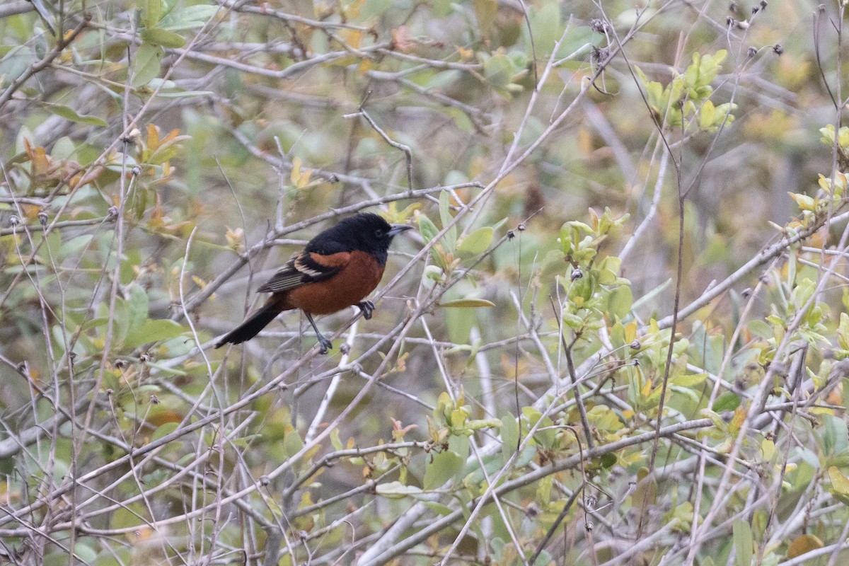 Orchard Oriole - ML620726390