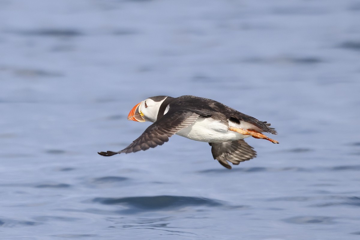 Atlantic Puffin - ML620726399