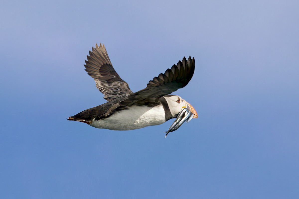 Atlantic Puffin - ML620726402