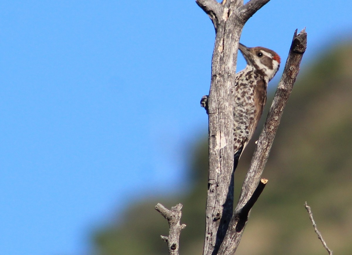 Arizona Woodpecker - ML620726411