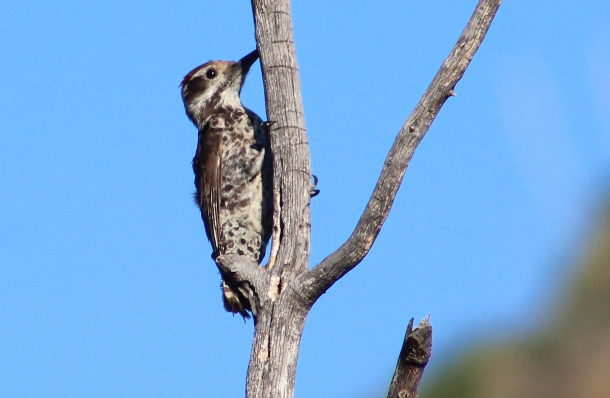 Arizona Woodpecker - ML620726412