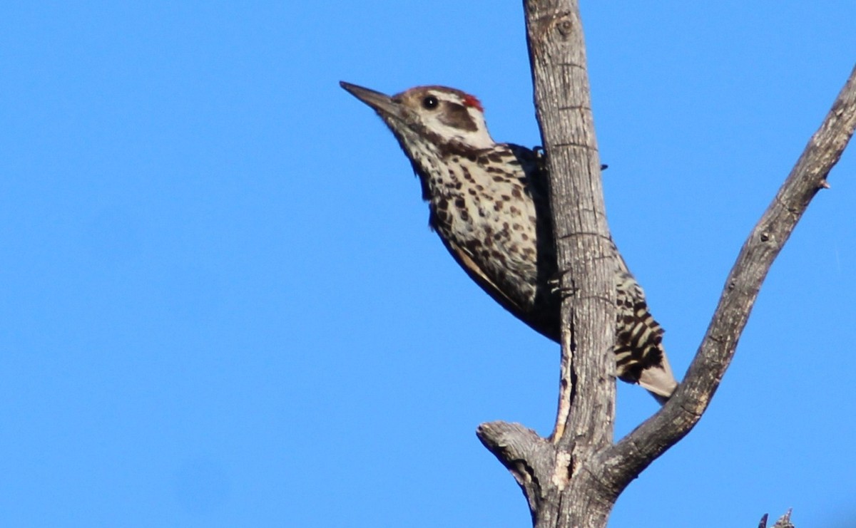 Arizona Woodpecker - ML620726413
