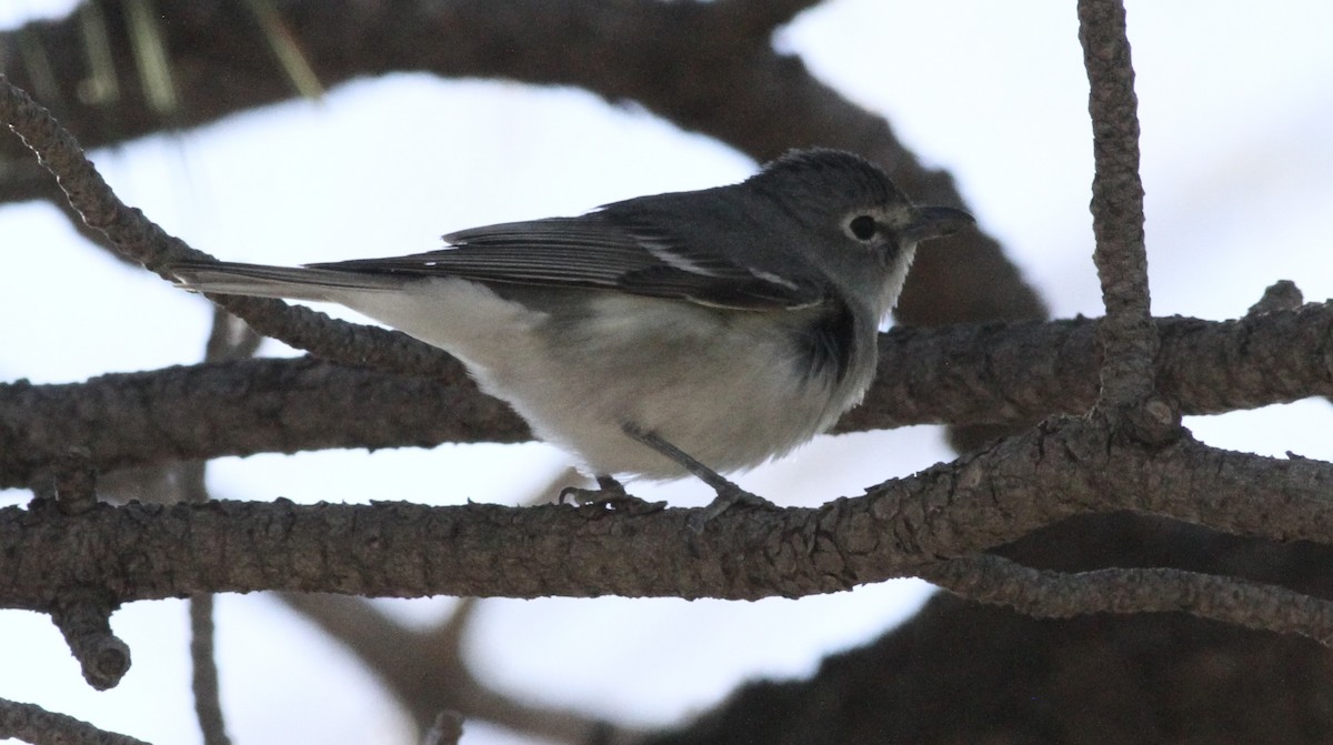 Plumbeous Vireo - ML620726422