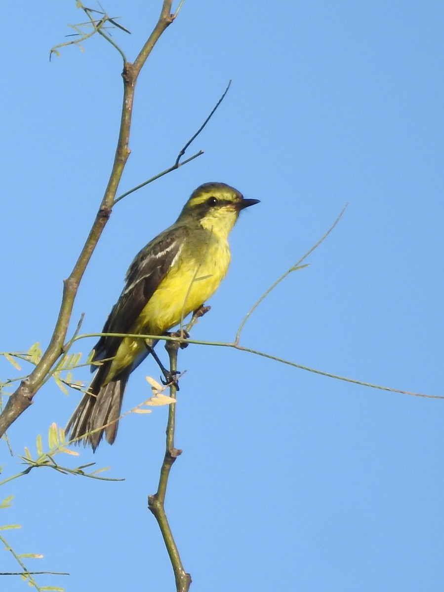 Yellow-browed Tyrant - ML620726425