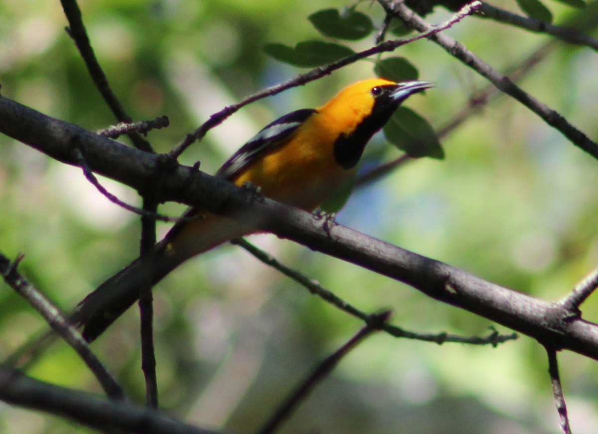 Turpial Enmascarado (grupo nelsoni) - ML620726428