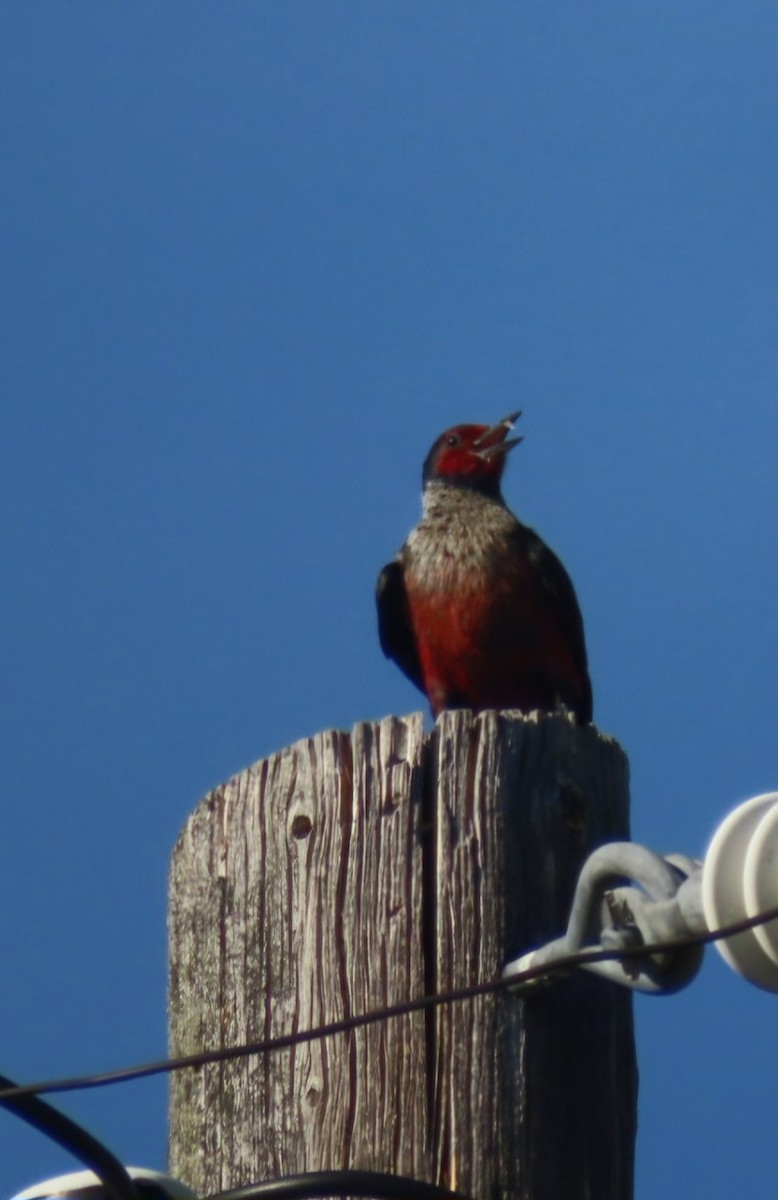 Lewis's Woodpecker - ML620726430