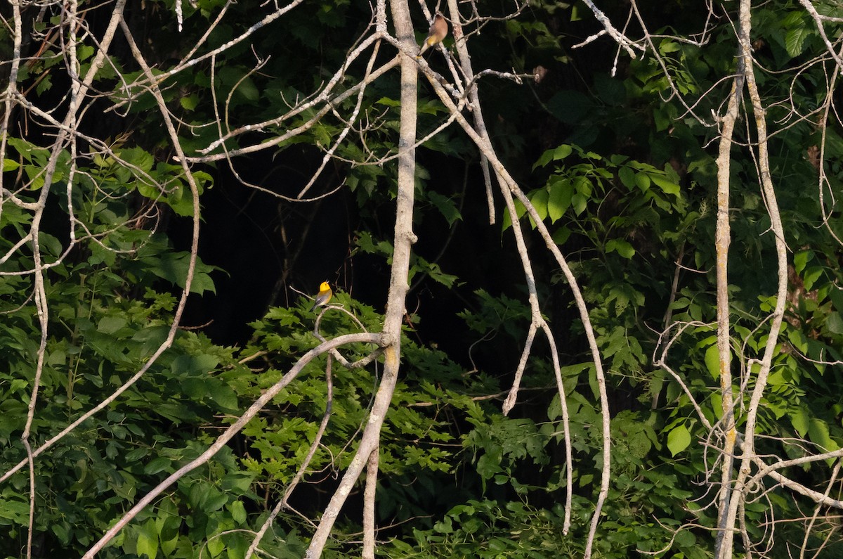 Prothonotary Warbler - ML620726432