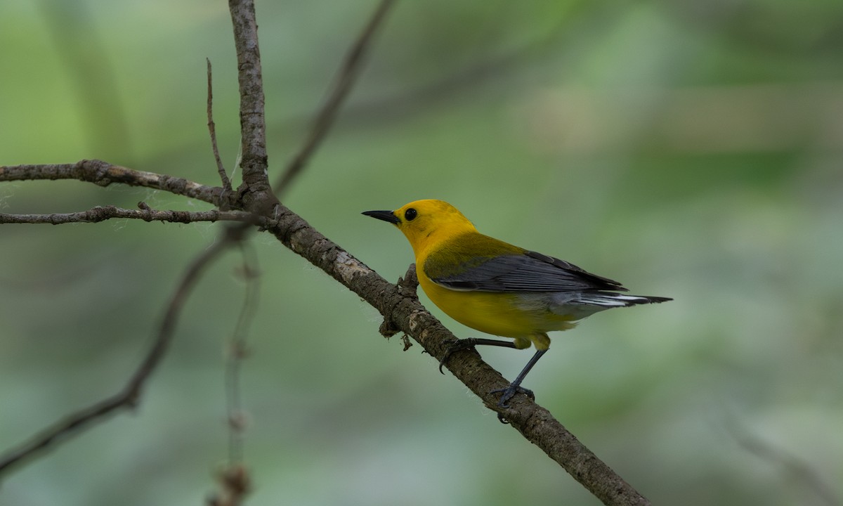 Prothonotary Warbler - ML620726435