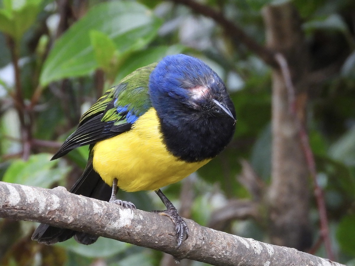 Black-chested Mountain Tanager - ML620726436