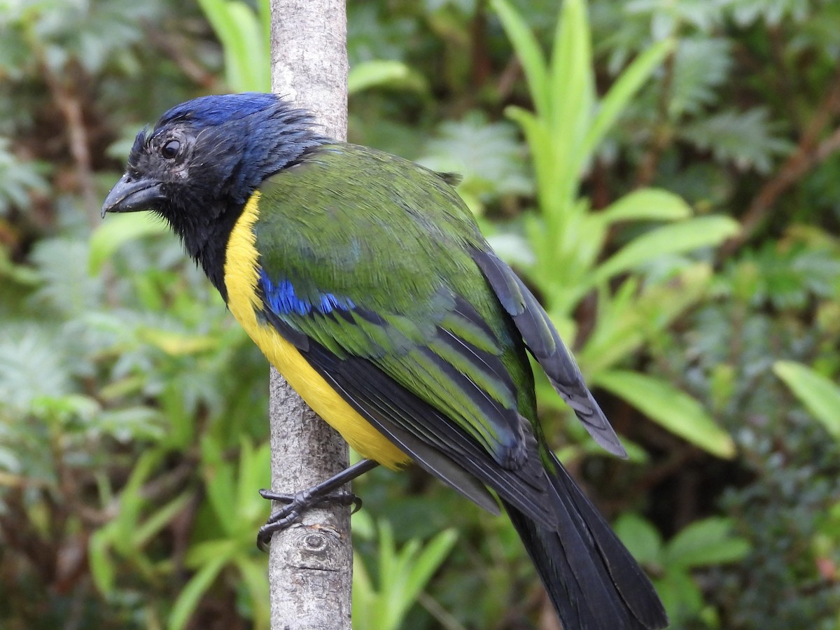 Black-chested Mountain Tanager - ML620726437