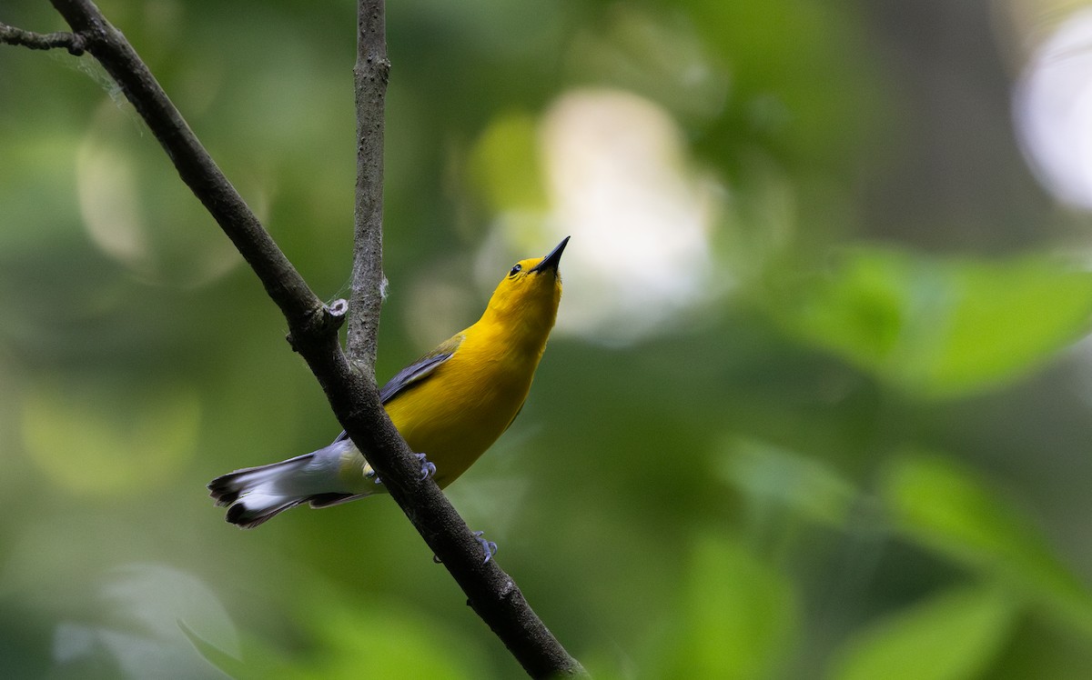 Prothonotary Warbler - ML620726443