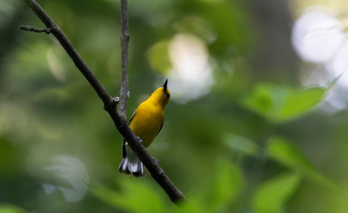 Prothonotary Warbler - ML620726444