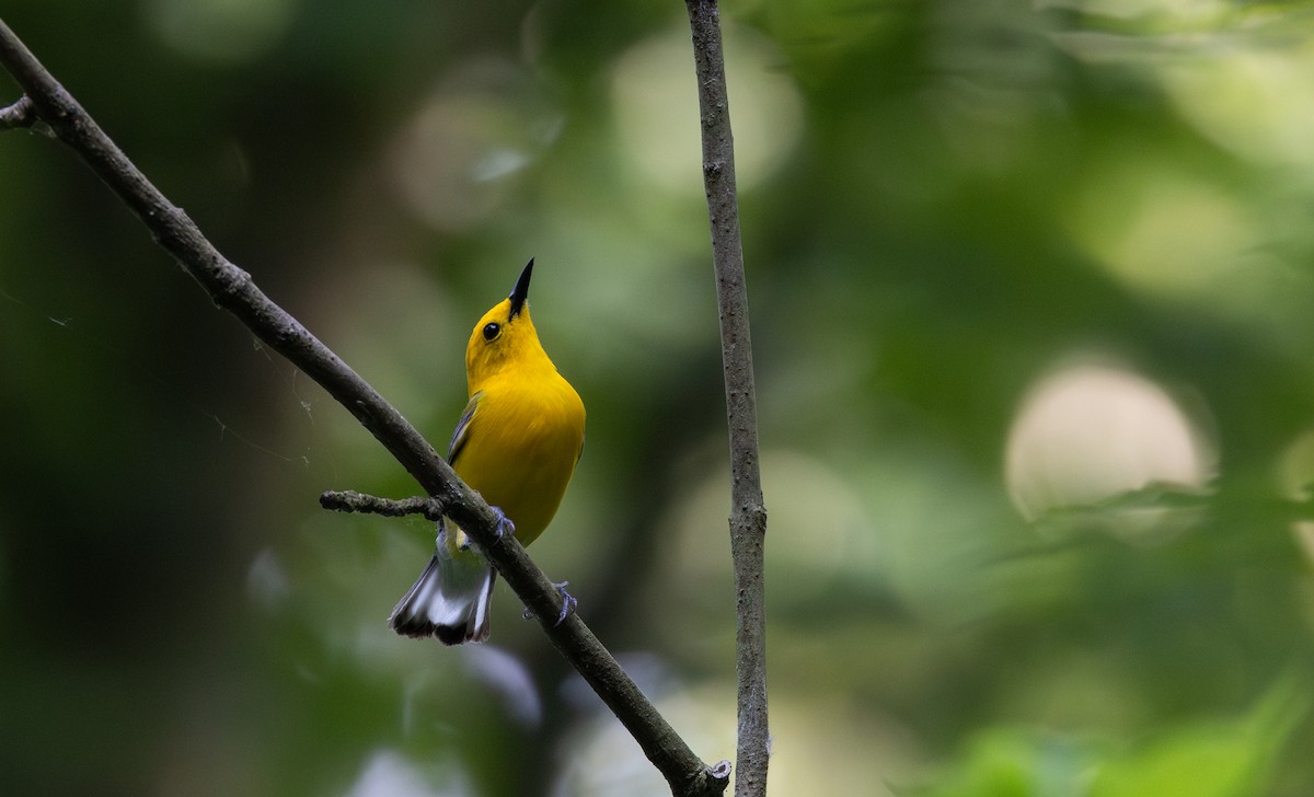 Prothonotary Warbler - ML620726451