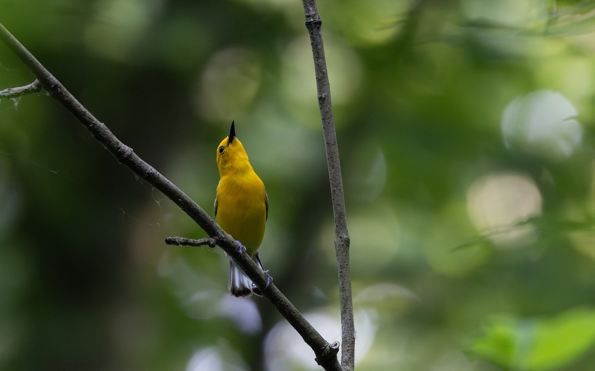 Prothonotary Warbler - ML620726452