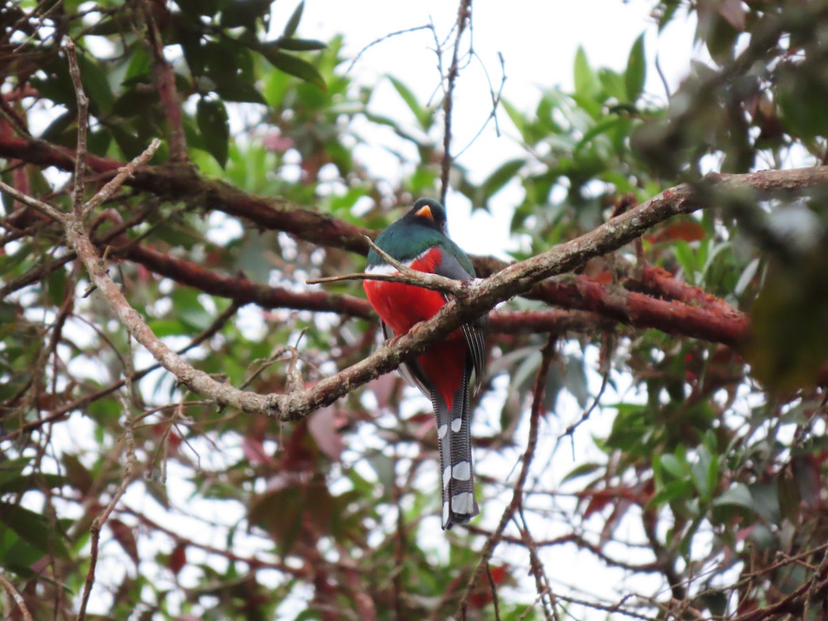 Masked Trogon - ML620726480