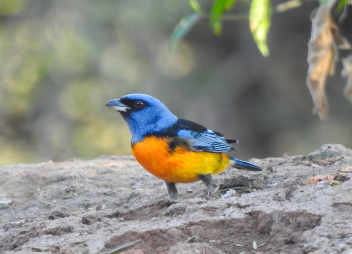 Blue-and-yellow Tanager - ML620726488