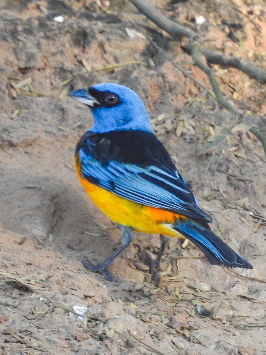 Blue-and-yellow Tanager - ML620726491