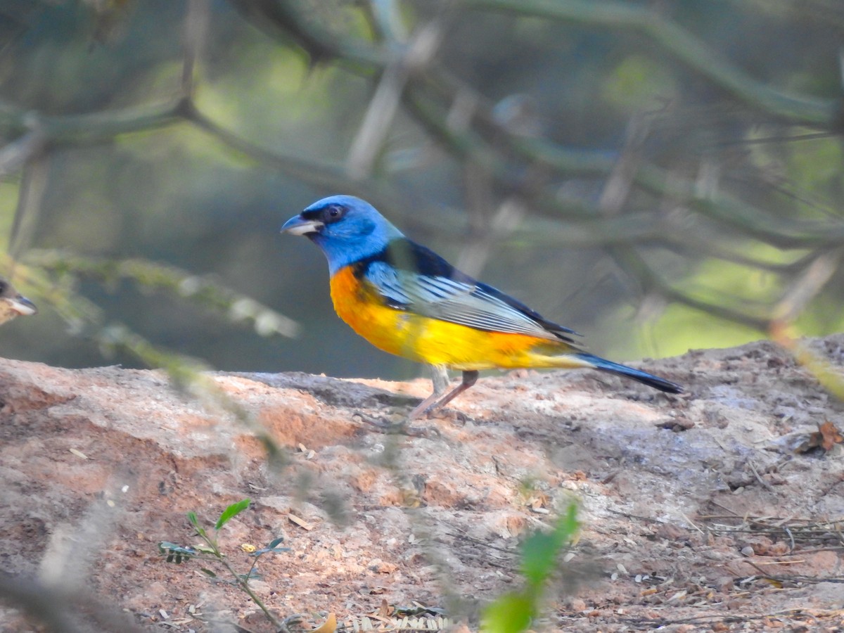 Blue-and-yellow Tanager - ML620726494