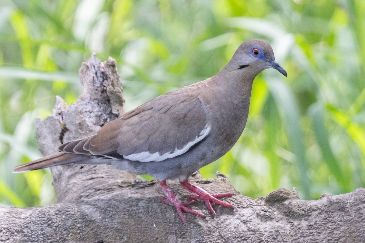 White-winged Dove - Liam Wolff